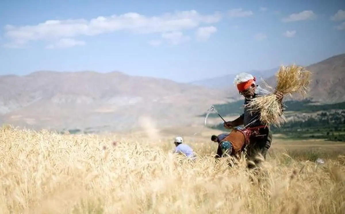 دولت دلش به حال کشاوزان سوخت؟