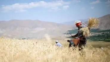 دولت دلش به حال کشاوزان سوخت؟