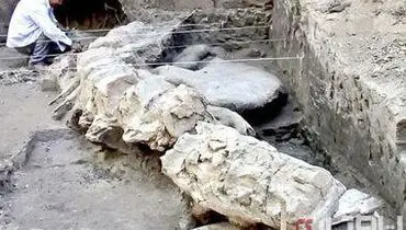 کشف کوسه پنج میلیون ساله +عکس