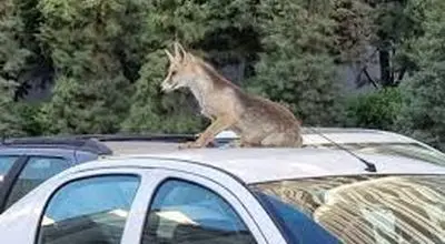 توضیحات شهرداری درباره مشاهده روباه‌ها در سطح شهر