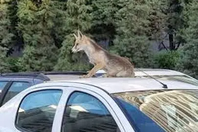 توضیحات شهرداری درباره مشاهده روباه‌ها در سطح شهر