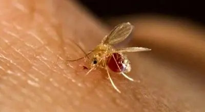 درباره بیماری سالک بیشتر بدانیم
