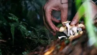 ملودی‌های زنده از دل میسلیوم؛ قارچ‌ها به صدا واکنش نشان می‌دهند + فیلم