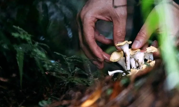 ملودی‌های زنده از دل میسلیوم؛ قارچ‌ها به صدا واکنش نشان می‌دهند + فیلم