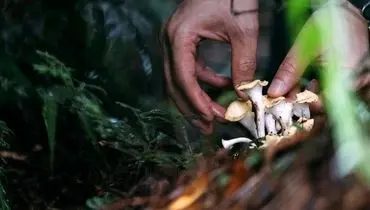 ملودی‌های زنده از دل میسلیوم؛ قارچ‌ها به صدا واکنش نشان می‌دهند + فیلم