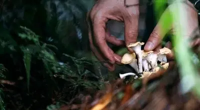 ملودی‌های زنده از دل میسلیوم؛ قارچ‌ها به صدا واکنش نشان می‌دهند + فیلم