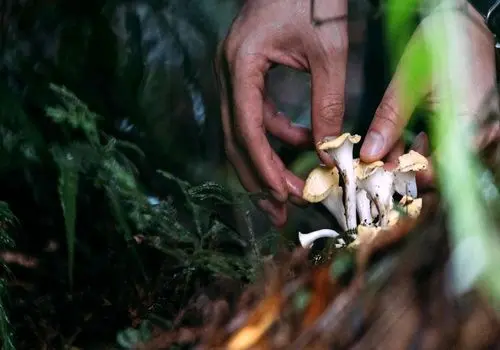 رازهای پخت سالم قارچ بدون از دست دادن مواد مغذی
