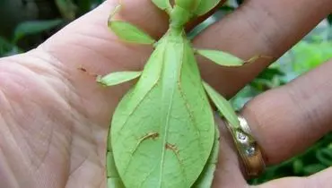 شگفتی استتار؛ حشراتی که گیاه به نظر می‌رسند + عکس