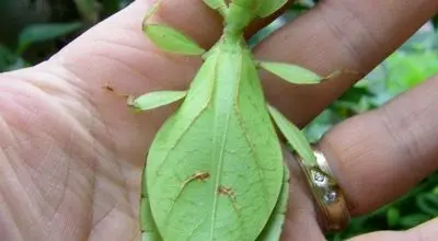 شگفتی استتار؛ حشراتی که گیاه به نظر می‌رسند + عکس