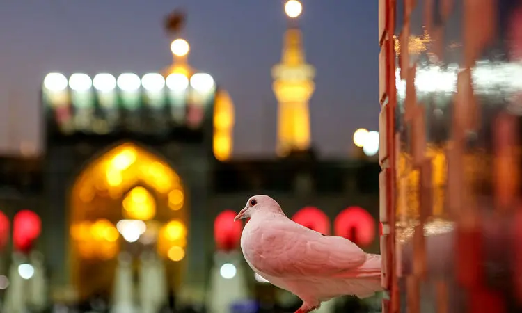 وقتی امام مهربانی‌ها روز مادر را تبریک می‌گوید+ فیلم