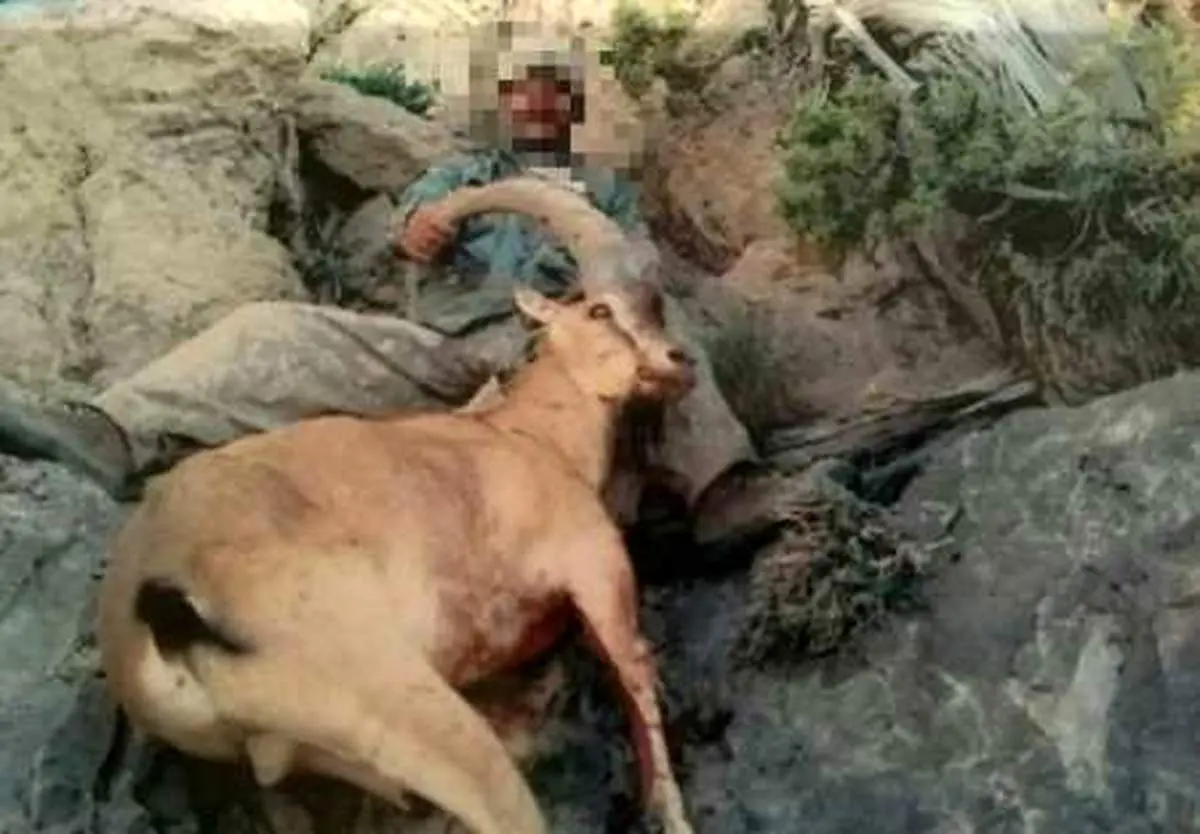 انتشار عکس، شکارچی را به دام انداخت