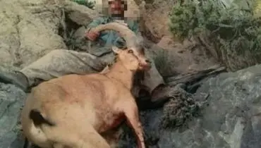 انتشار عکس، شکارچی را به دام انداخت