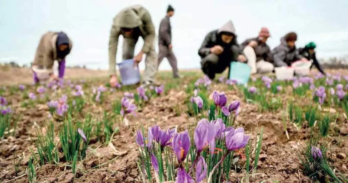 ضربه دیگری که خودی ها به زعفران ایرانی می‌زنند!