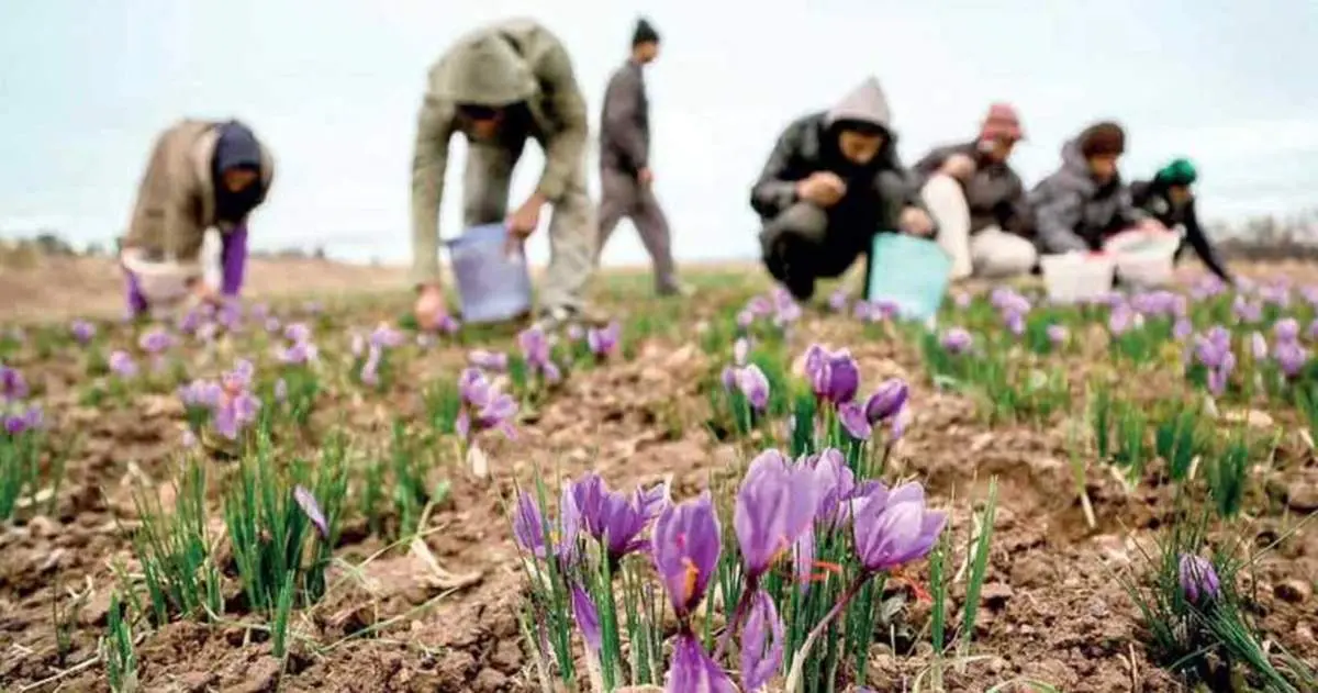 ضربه دیگری که خودی ها به زعفران ایرانی می‌زنند!