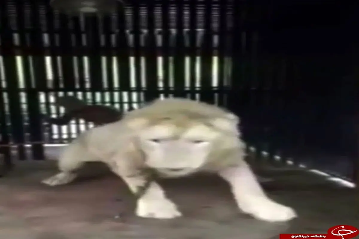 حمله شیر به توریست در باغ وحش +تصاویر