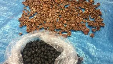 کشف تریاک از داخل فندق توسط مأموران گمرک