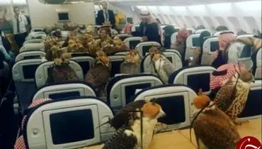 شاهزاده سعودی برای پرنده‌ها بلیت هواپیما خرید +عکس