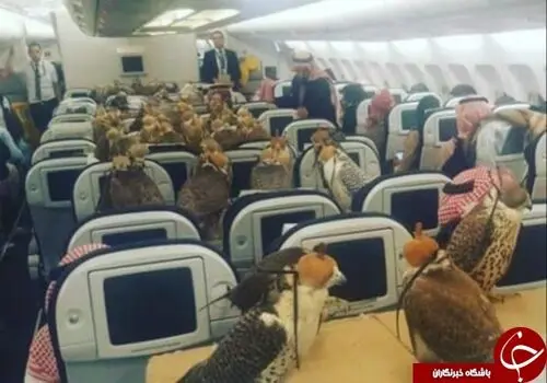 دقت و تمرکز بی نظیر شاهین در گرفتن طعمه+فیلم