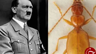 کدام حشرات همنام سیاستمداران هستند؟ +تصاویر