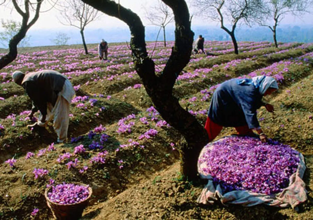 زعفران در بورس رنگ می‌دهد؟