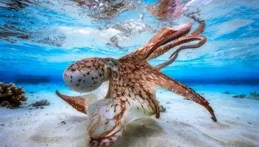 برگزیدگان مسابقه عکاسی از دنیای اسرارآمیز زیر آب