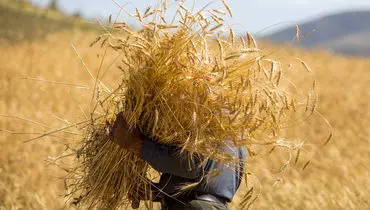 اختلاف نظرها  کشاورزان را معلق گذاشت/ تولید گندم کاهش می‌یابد؟