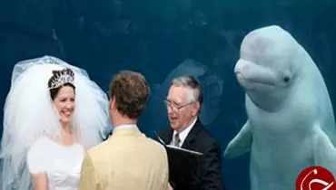 جشن ازدواج در حضور نهنگ/ تصاویر