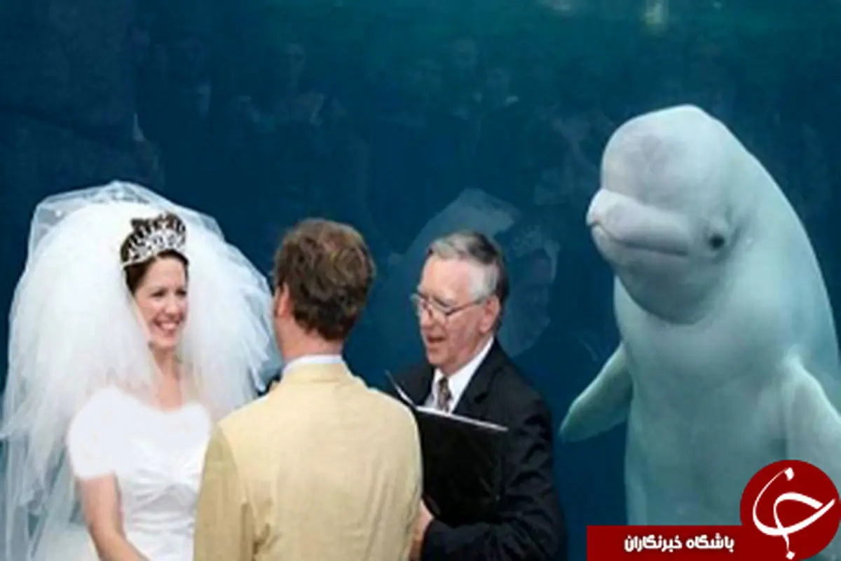 جشن ازدواج در حضور نهنگ/ تصاویر