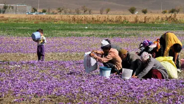 مسئولان بالاخره رکود جهانی بازار زعفران را پذیرفتند