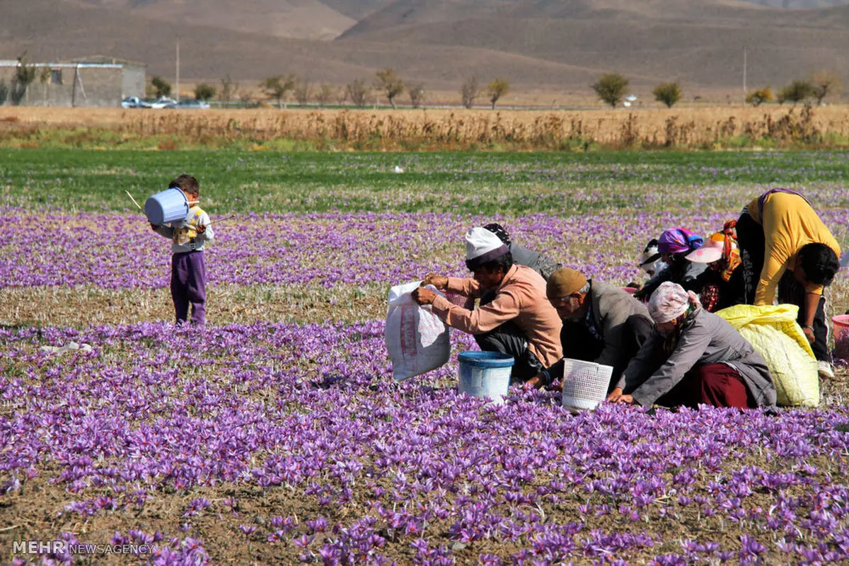 مسئولان بالاخره رکود جهانی بازار زعفران را پذیرفتند