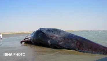 کشف لاشه یک نهنگ در سواحل جاسک +عکس