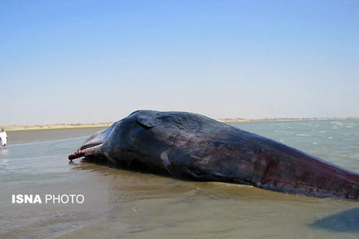 کشف لاشه یک نهنگ در سواحل جاسک +عکس