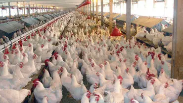 آنفلوانزای فوق‌حادهمچنان قربانی می‌گیرد/تنها۷استان باقی مانده است!