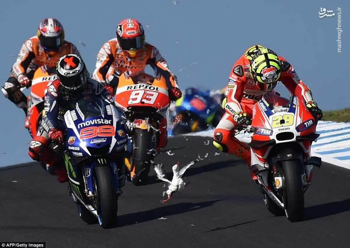 پرپر شدن مرغ دریایی در پیست مسابقه+عکس