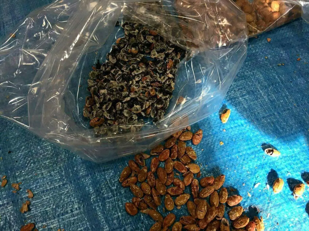 جاسازی تریاک بجای مغز تخمه ژاپنی!+عکس