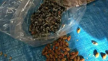 جاسازی تریاک بجای مغز تخمه ژاپنی!+عکس