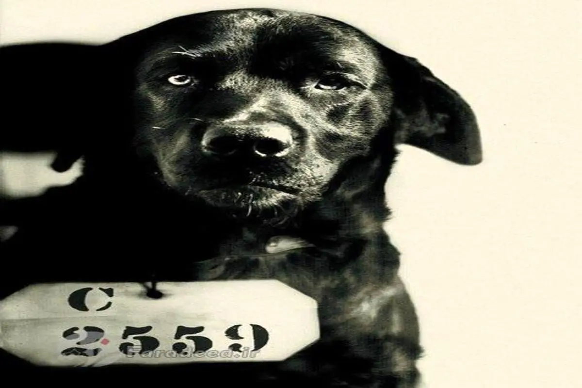 سگی به خاطر قتل گربه فرماندار اعدام شد! +عکس