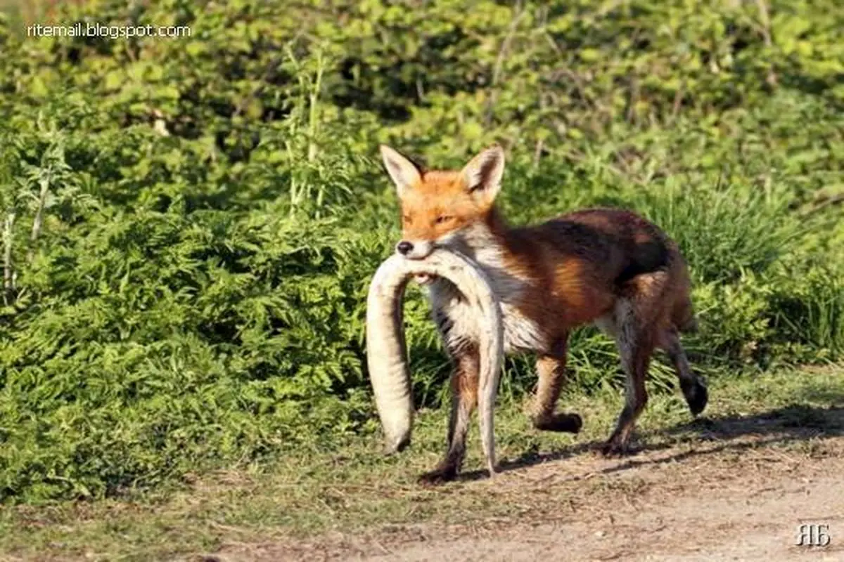 عکس: روباه شکارچی