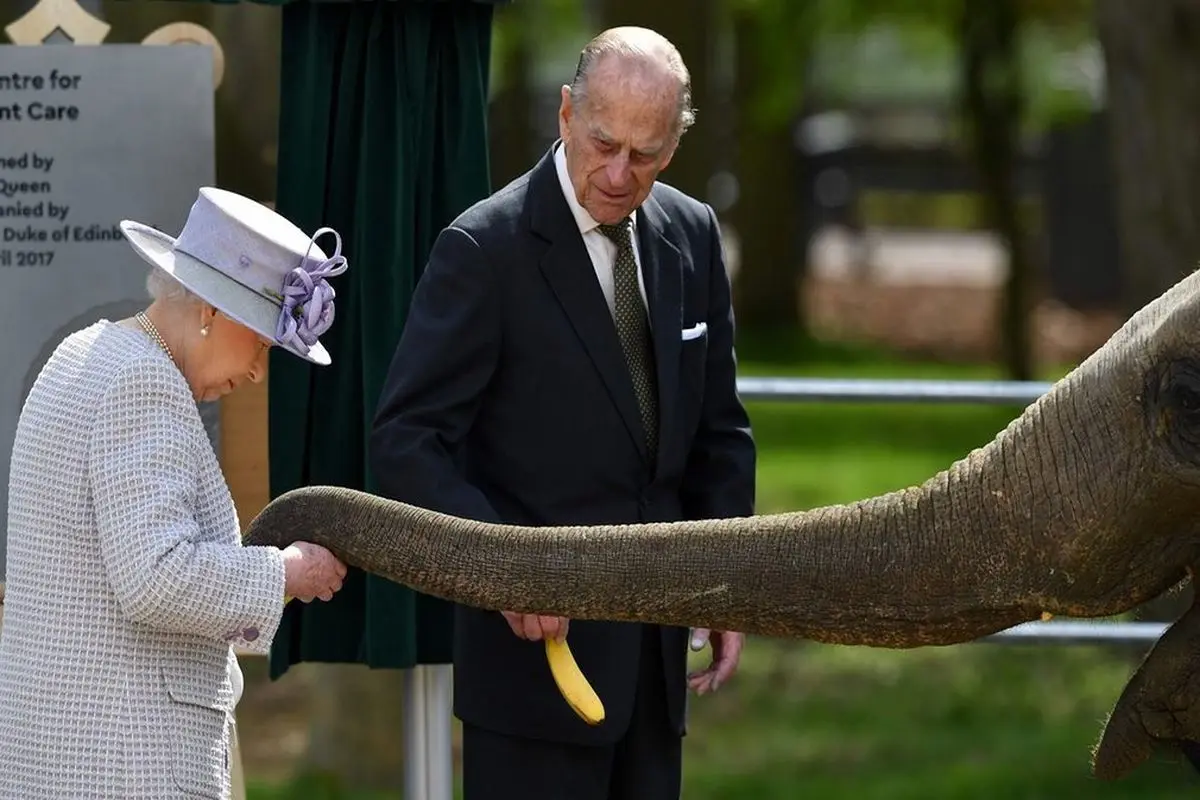 غذا دادن ملکه بریتانیا به یک فیل در باغ وحش+عکس