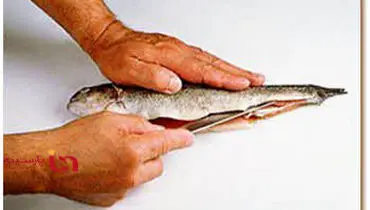 آموزش تصویری پاک کردن ماهی قزل‌آلا