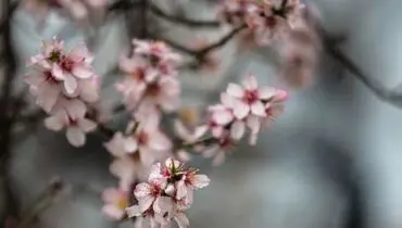 شکوفه های بهاری در قزوین