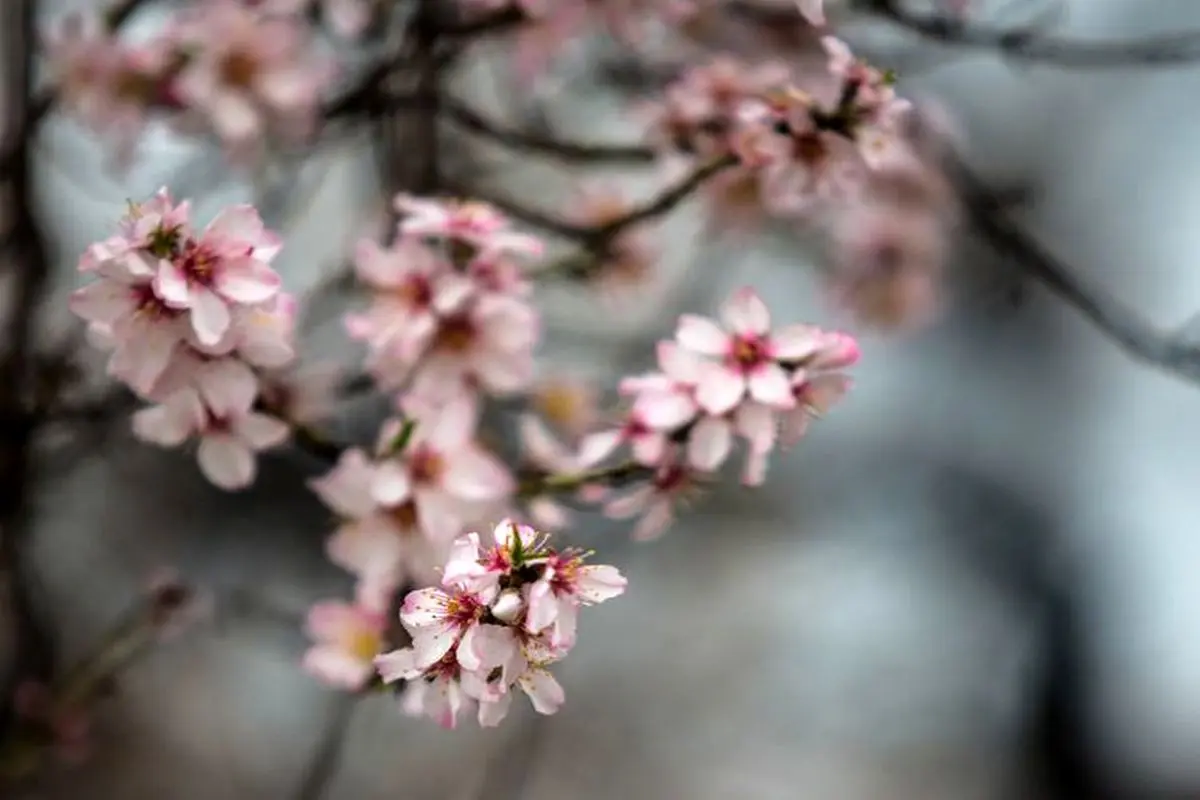 شکوفه های بهاری در قزوین