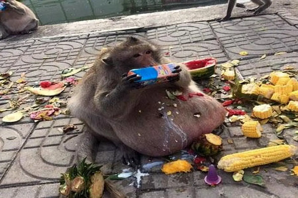 انتقال چاق‌ترین میمون تایلند به کمپ لاغری!