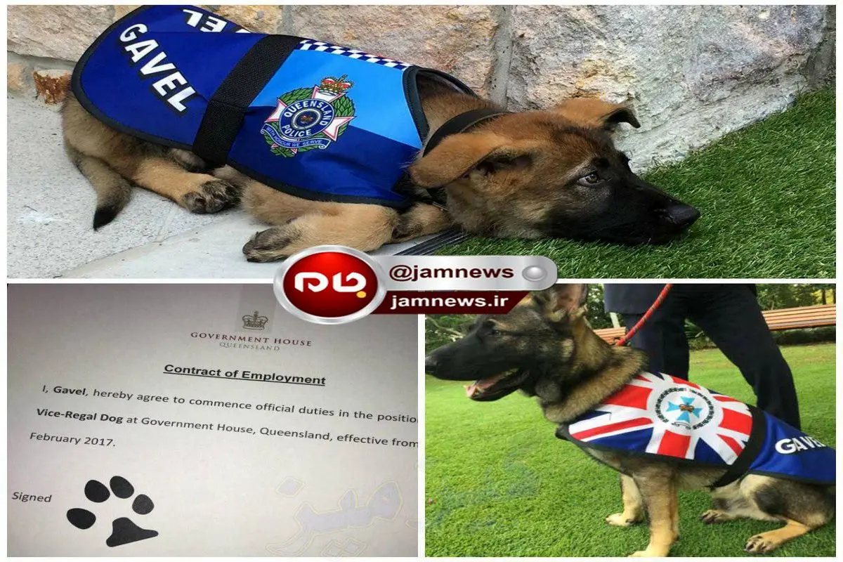 اخراج یک سگ از اداره پلیس به علت مهربان بودن+عکس