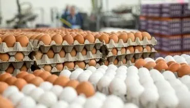 طلسم صادرات تخم مرغ شکسته شد