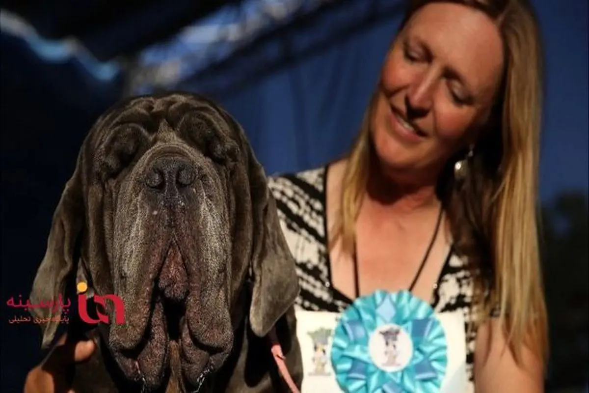زشت‌ترین سگ جهان در کالیفرنیا انتخاب شد