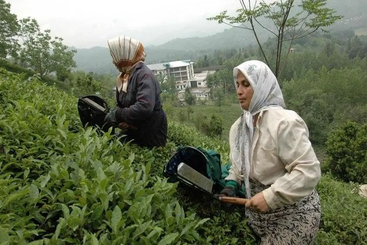 کاهش ۴ تا ۵ درصدی تولید چای با توجه به شرایط خاص آب و هوایی