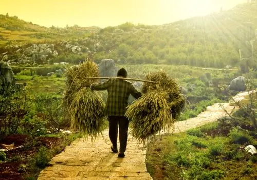  خبر خوش برای کشاورزان / مطالبات گندمکاران از امروز پرداخت می شود 