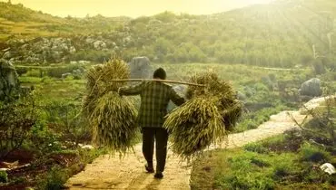 ۴۱ درصد مطالبات گندم‌کاران هنوز باقی مانده!