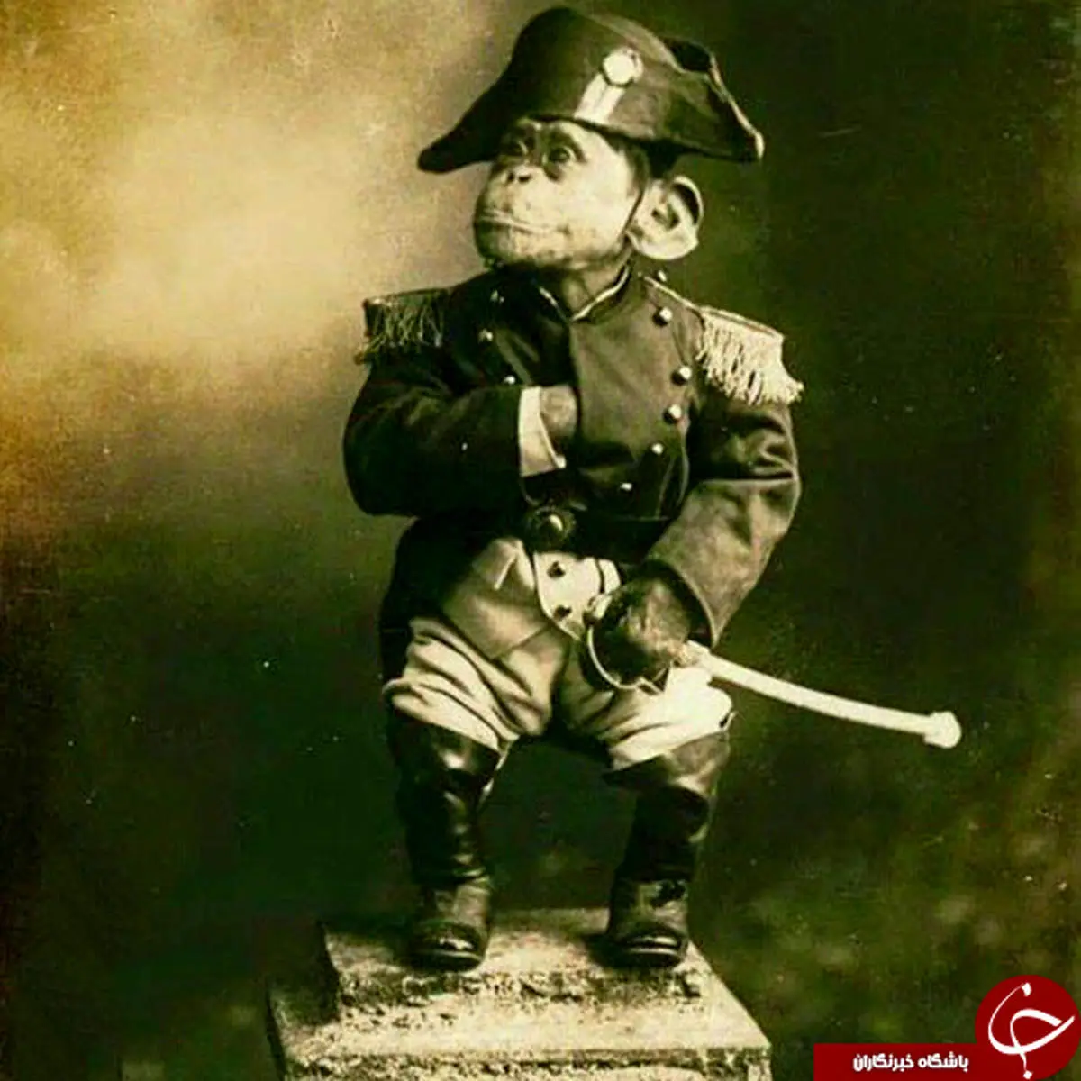 میمونی که در جنگ جهانی درخشید